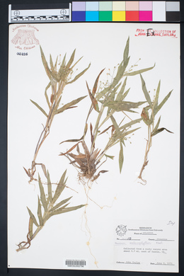 Panicum malacophyllum image