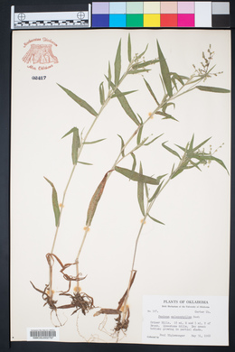 Panicum malacophyllum image