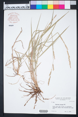 Hopia obtusa image