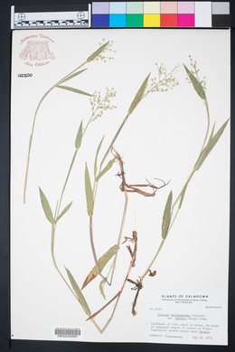Dichanthelium helleri image