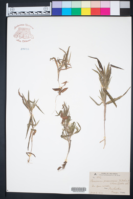 Panicum praecocius image