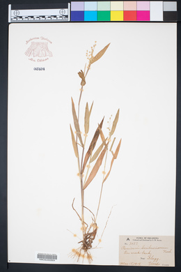 Dichanthelium scribnerianum image