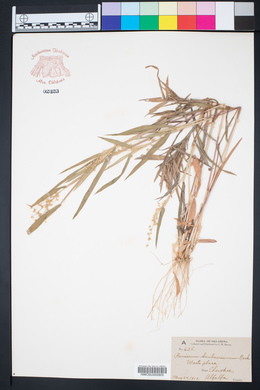 Dichanthelium scribnerianum image