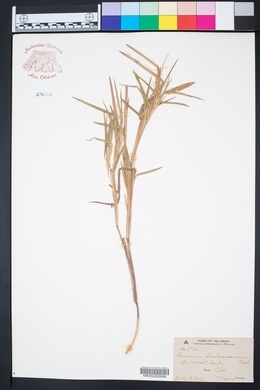 Dichanthelium scribnerianum image