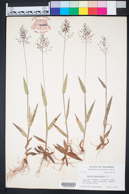 Panicum sphaerocarpon image