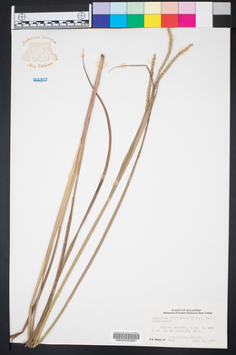 Paspalum floridanum var. floridanum image