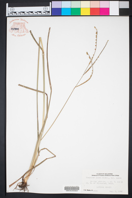 Paspalum laeve var. laeve image