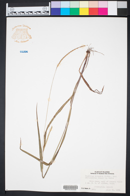 Paspalum setaceum var. stramineum image