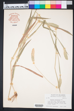 Phalaris caroliniana image