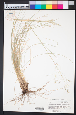 Piptochaetium fimbriatum image