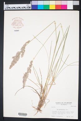 Poa arachnifera image