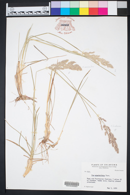 Poa arachnifera image