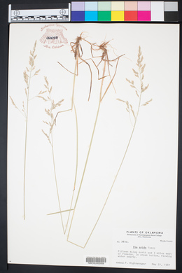 Poa arida image