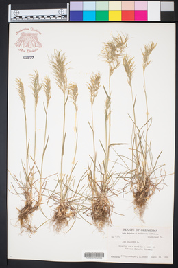 Poa bulbosa image