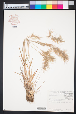 Poa bulbosa image