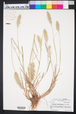 Polypogon monspeliensis image
