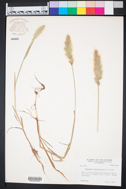 Polypogon monspeliensis image