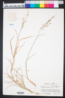 Melinis repens image