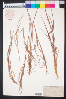 Schizachyrium scoparium var. scoparium image