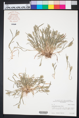 Sclerochloa dura image