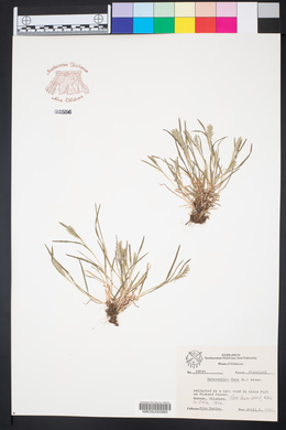 Sclerochloa dura image