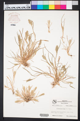 Sclerochloa dura image