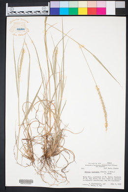 Setaria leucopila image