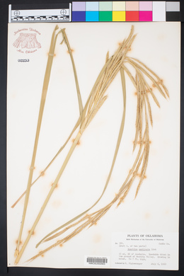 Spartina pectinata image