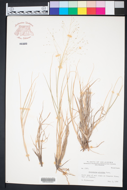 Sporobolus airoides image