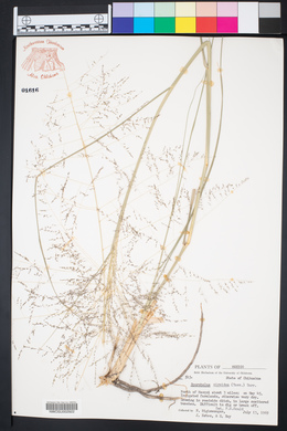 Sporobolus airoides image