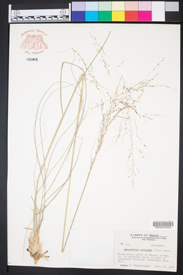 Sporobolus airoides image