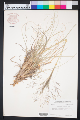 Sporobolus airoides image