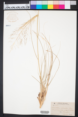 Sporobolus airoides image