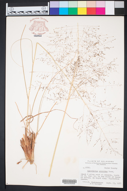 Sporobolus airoides image