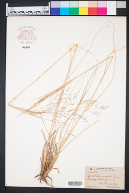 Sporobolus airoides image