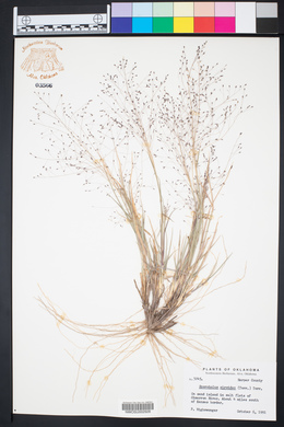 Sporobolus airoides image