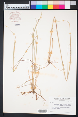 Sporobolus compositus var. compositus image