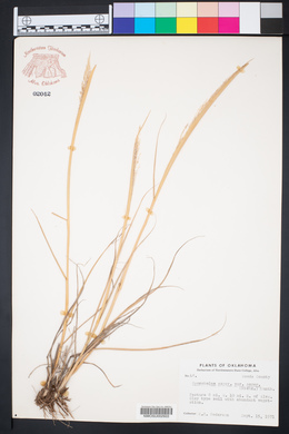 Sporobolus compositus image