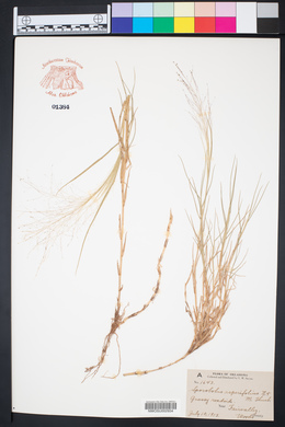 Muhlenbergia asperifolia image