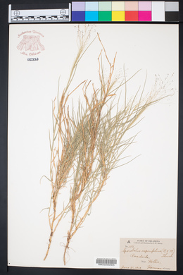 Muhlenbergia asperifolia image