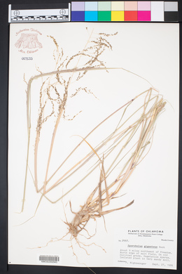 Sporobolus giganteus image