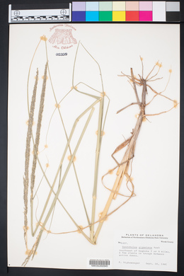 Sporobolus giganteus image