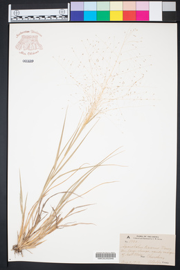 Sporobolus texanus image