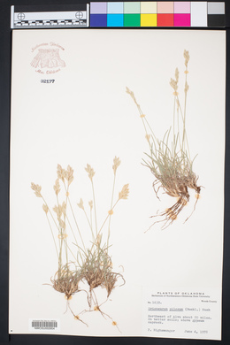 Erioneuron pilosum image
