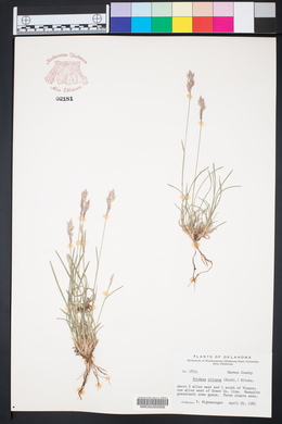 Erioneuron pilosum image