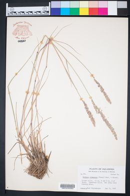 Tridens albescens image