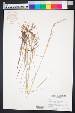 Tridens muticus image