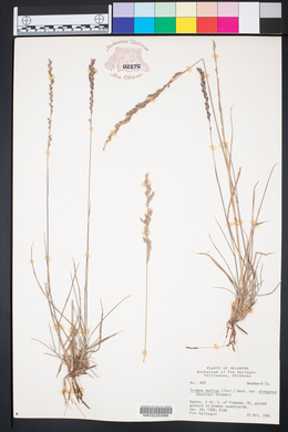 Tridens muticus image