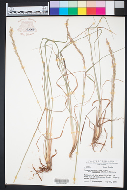Tridens muticus var. elongatus image