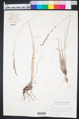 Tridens muticus image